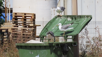 Imagem de Gripe das aves chegou à Madeira (vídeo)