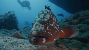 Imagem de Mergulhos têm proporcionado imagens fantásticas (vídeo)