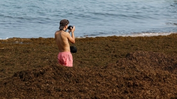 Imagem de Alga castanha invade mares da Madeira (vídeo)