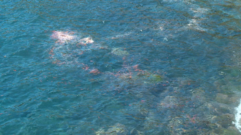 Imagem de Existem na Madeira 70 espécies marinhas invasoras (vídeo)