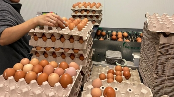 Imagem de Empresa madeirense espera produzir 14 milhões de ovos por ano (vídeo)