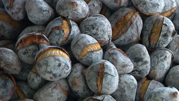 Imagem de Produção de castanha melhorou em 2025 (vídeo)