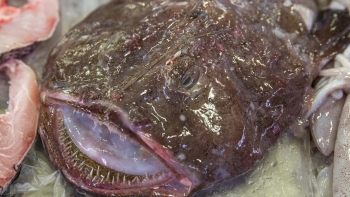 Imagem de Pesca do tamboril proibida a partir de terça-feira
