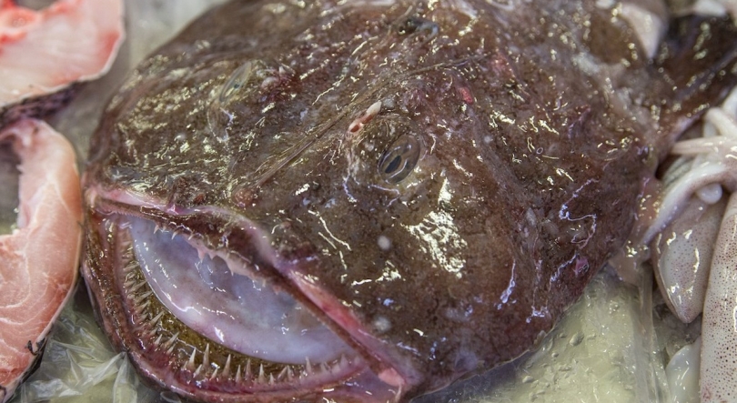 Imagem de Pesca do tamboril proibida a partir de terça-feira
