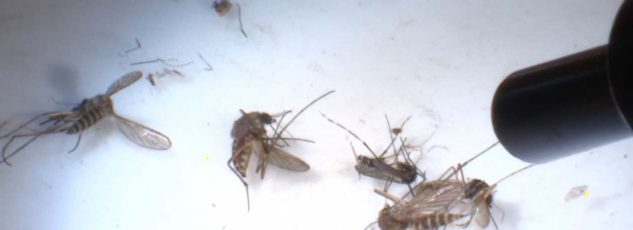 Imagem de Atividade do mosquito Aedes Aegiti aumentou nas últimas semanas (áudio)