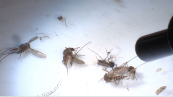 Imagem de Atividade do mosquito Aedes Aegiti aumentou nas últimas semanas (áudio)