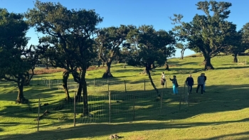 Imagem de IFCN veda árvores no Fanal (vídeo)