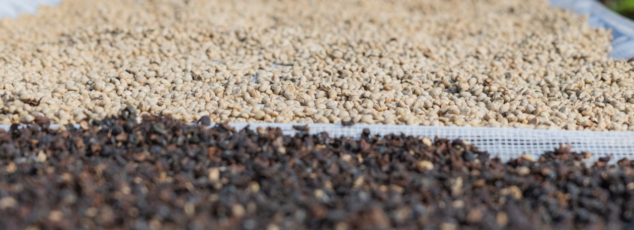 Imagem de Governo estuda plantação de café na zona do Palheiro Ferreiro (áudio)