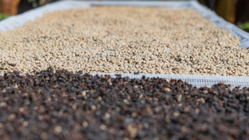 Imagem de Governo estuda plantação de café na zona do Palheiro Ferreiro (áudio)