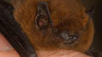 Imagem de Madeira lidera estudo sobre o morcego na Macaronésia (áudio)