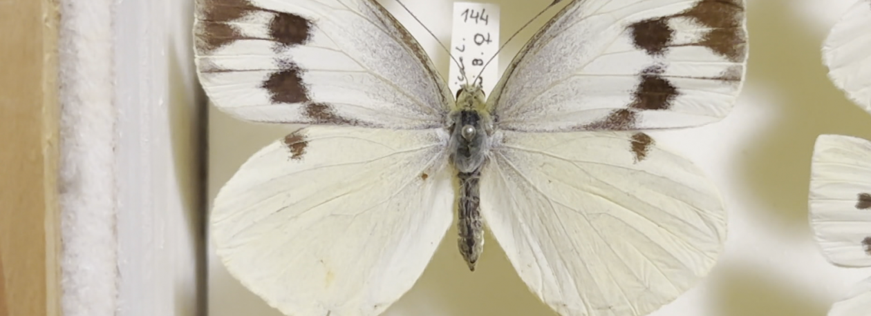 Imagem de ‘Grande Branca da Madeira’ está oficialmente extinta (vídeo)