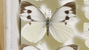 Imagem de ‘Grande Branca da Madeira’ está oficialmente extinta (vídeo)