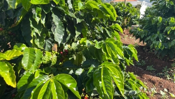 Imagem de Novo espaço agrícola tem produção de café com mais de dez mil metros quadrados (vídeo)