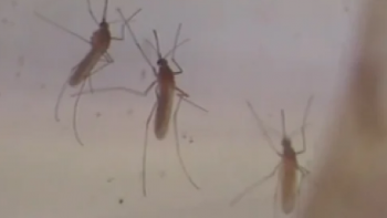 Imagem de Modificação do mosquito Aedes Aegipt em cima da mesa (áudio)