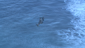 Imagem de Marinha resgatou passageiro de um navio cruzeiro (vídeo)