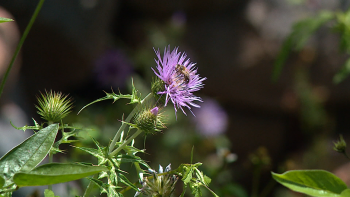 Imagem de Espécies polinizadoras do Parque Ecológico num livro (vídeo)