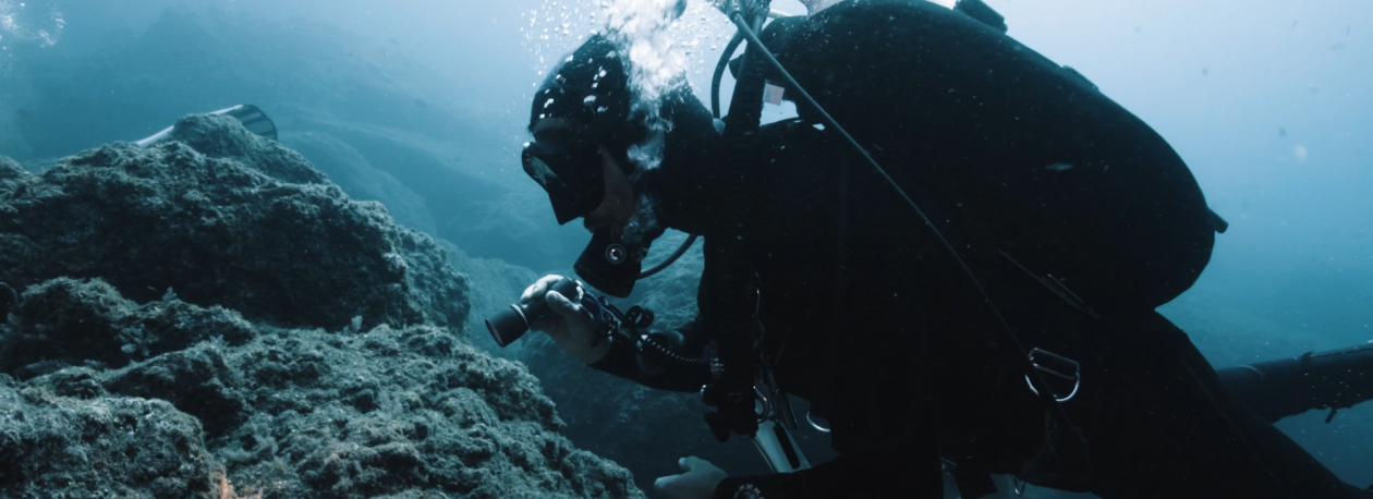 Imagem de Investigadores tentam recuperar população de algas (vídeo)