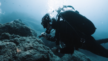 Imagem de Investigadores tentam recuperar população de algas (vídeo)