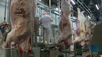 Imagem de Governo Regional determinou serviços mínimos no Centro de Abate