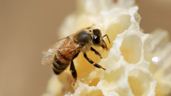 Imagem de Suplemento para contrariar o declínio das abelhas (vídeo)