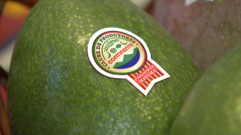 Imagem de Agricultores venderam cerca de mil toneladas a uma cadeia de supermercados (vídeo)