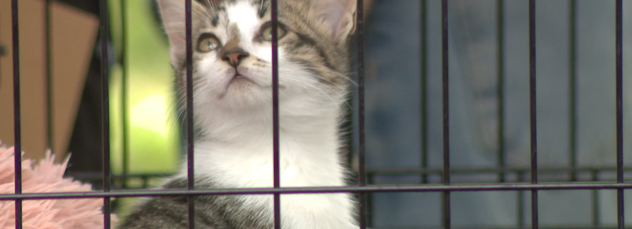 Imagem de Tratamentos caros para animais domésticos são entrave à adoção (vídeo)