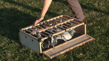 Imagem de Largada de pombos em memórias das vítimas de violência doméstica (vídeo)