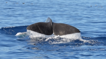 Imagem de Museu da Baleia assinalou o Dia Nacional do Mar (vídeo)