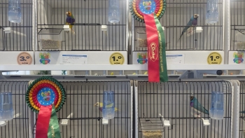 Imagem de Campeonato de Ornitologia da Madeira com cerca de 700 aves (vídeo)