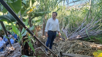 Imagem de JPP desafia Governo a pagar apoio extraordinário a produtores (vídeo)