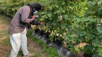 Imagem de Rede criminosa desmantelada pela PJ controlava 500 imigrantes, nem todos vítimas