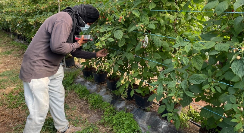 Imagem de Rede criminosa desmantelada pela PJ controlava 500 imigrantes, nem todos vítimas