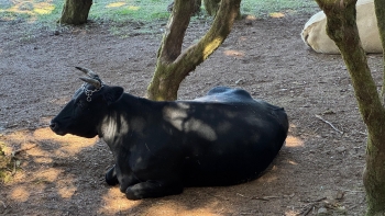 Imagem de Trabalhadores do Centro de Abate regressam amanhã para cumprir os serviços mínimos (áudio)