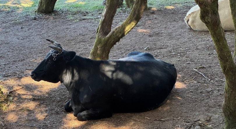 Imagem de Trabalhadores do Centro de Abate regressam amanhã para cumprir os serviços mínimos (áudio)