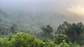 Imagem de Fiscalização para evitar o corte de árvores não autorizado (áudio)