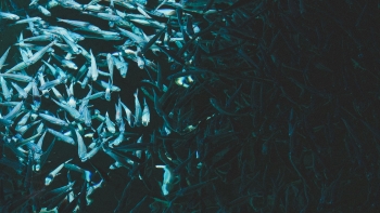 Imagem de Aquacultura de Singapura tem um nome madeirense (áudio)