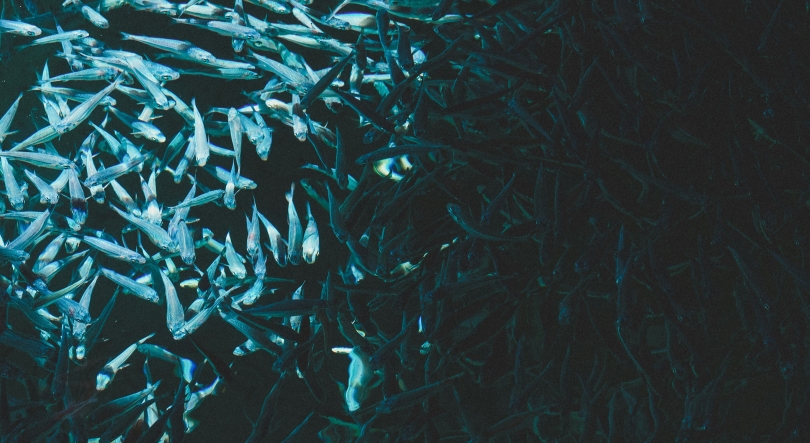 Imagem de Aquacultura de Singapura tem um nome madeirense (áudio)