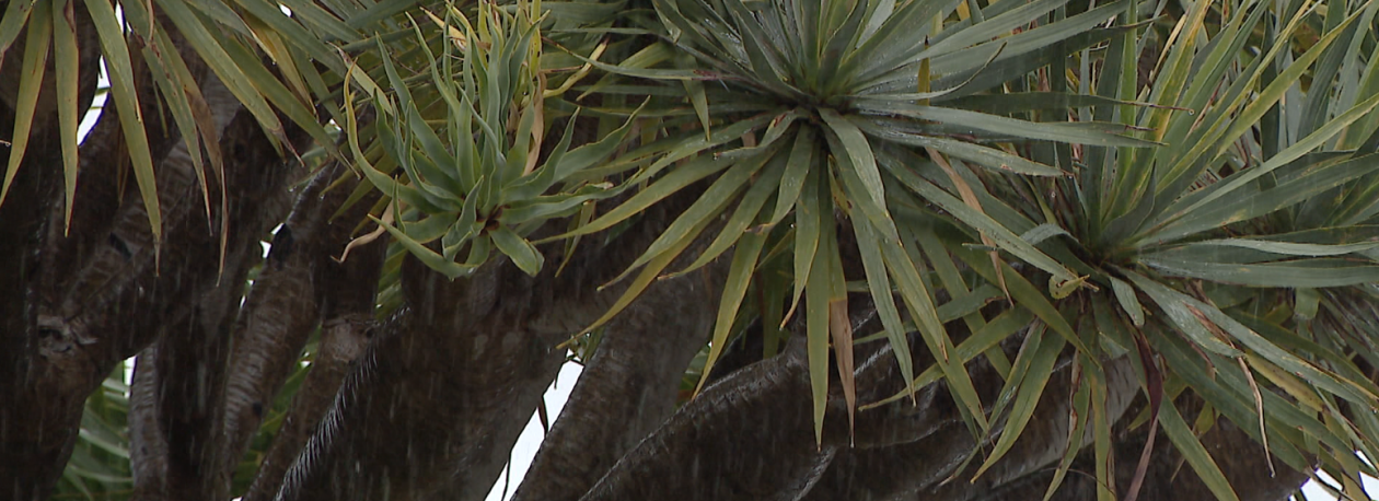 Imagem de IPMA prevê chuva forte para o fim do ano (vídeo)