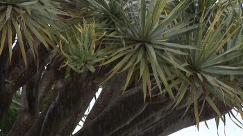 Imagem de IPMA prevê chuva forte para o fim do ano (vídeo)