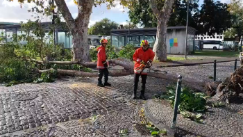 Imagem de ‘Emília’ provoca 185 ocorrências até ao meio-dia (vídeo)