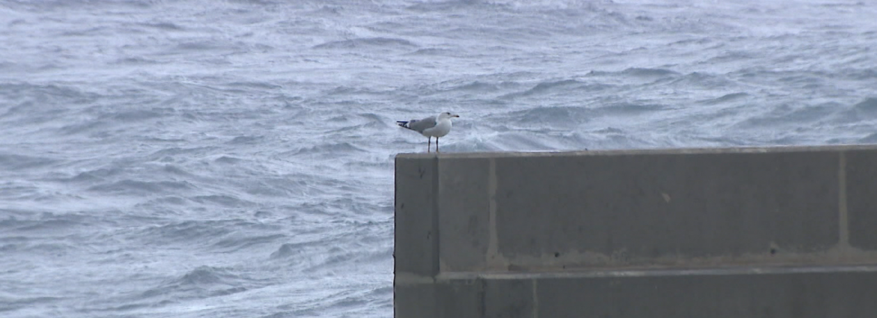 Imagem de IPMA emite aviso vermelho (vídeo)