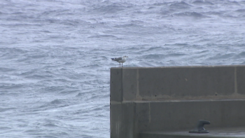 Imagem de IPMA emite aviso vermelho (vídeo)