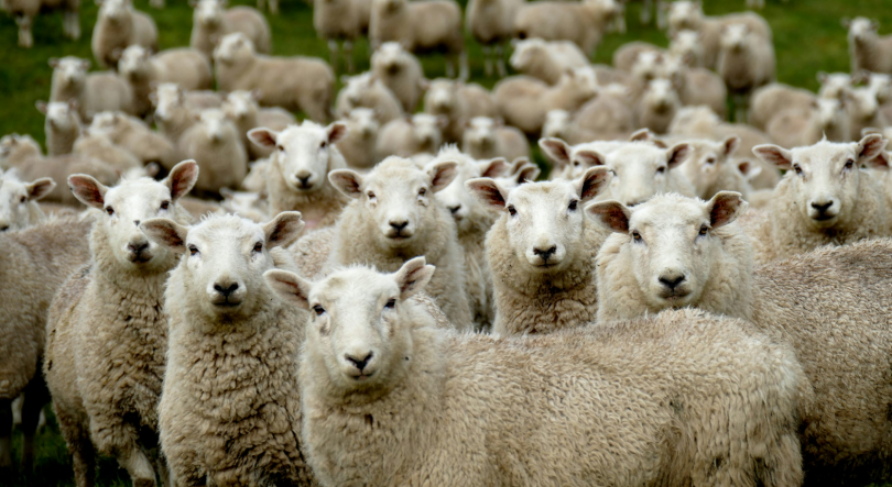 Imagem de Comboio atropelou e matou 100 ovelhas