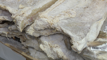 Imagem de Madeirenses preferem o bacalhau graúdo (vídeo)