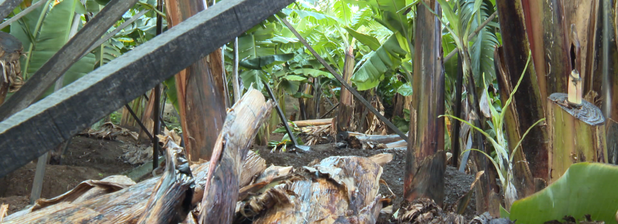 Imagem de Produtores satisfeitos com o regresso do seguro de colheita (vídeo)