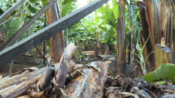 Imagem de Produtores satisfeitos com o regresso do seguro de colheita (vídeo)