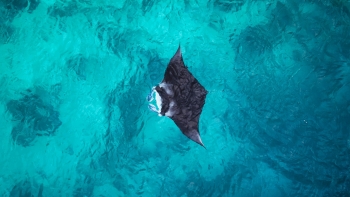 Imagem de Proibido comércio mundial de algumas espécies de raias e tubarões