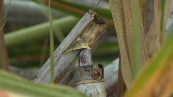 Imagem de Agricultores preocupados com os prejuízos (vídeo)