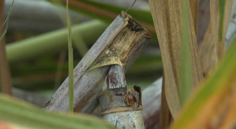 Imagem de Agricultores preocupados com os prejuízos (vídeo)