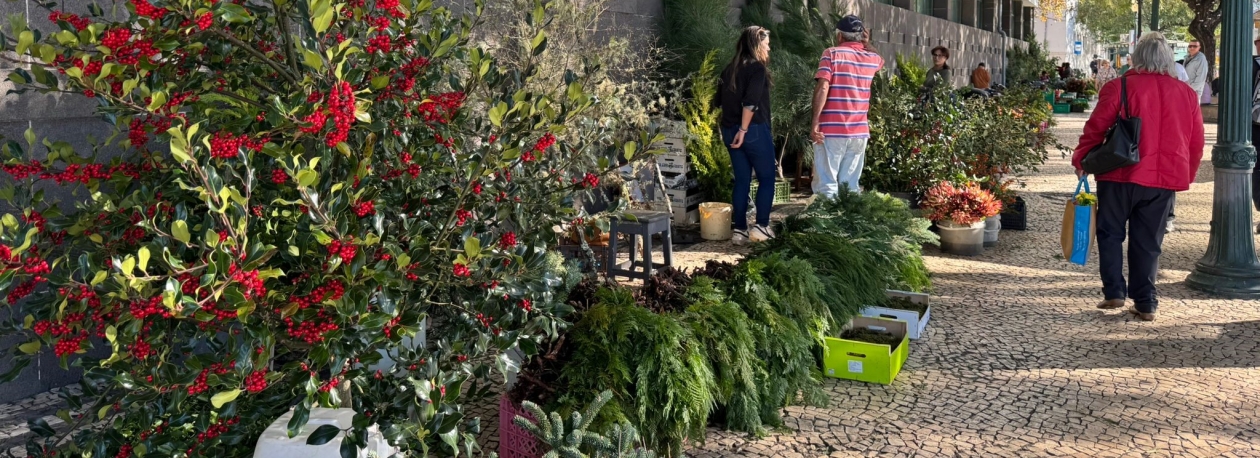 Imagem de Venda de pinheiros e ramagens para o natal já teve melhores dias (vídeo)